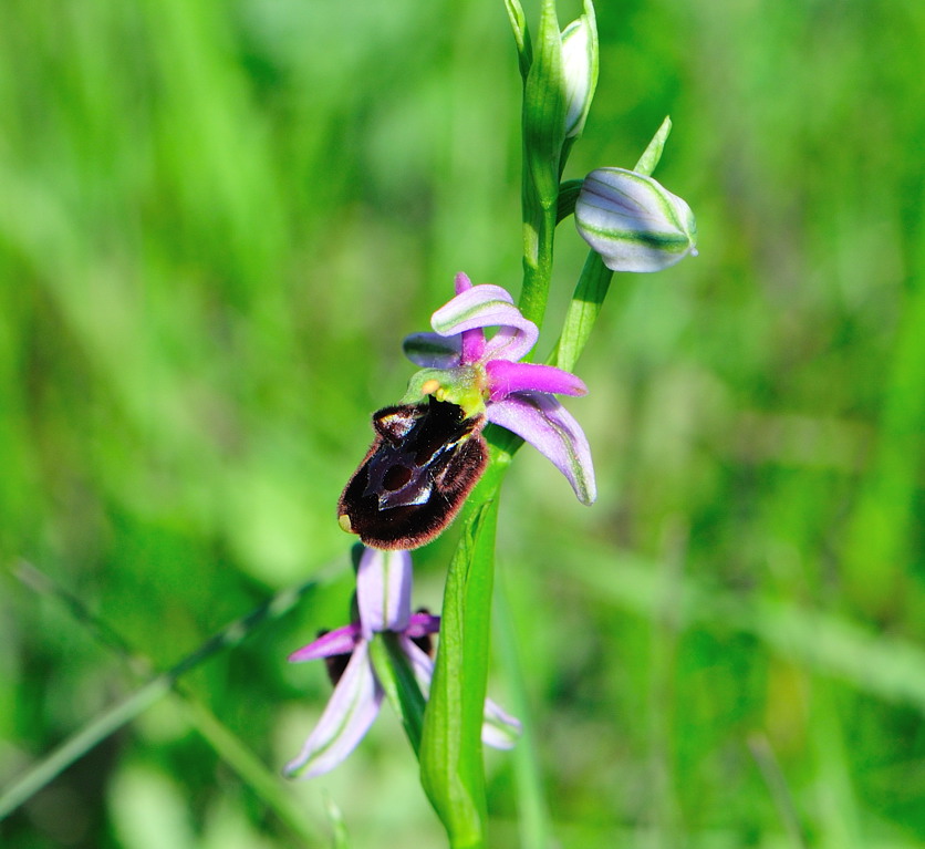 Ibrido tra Ophrys bertoloni subsp. benacensis e  Ophrys ...?